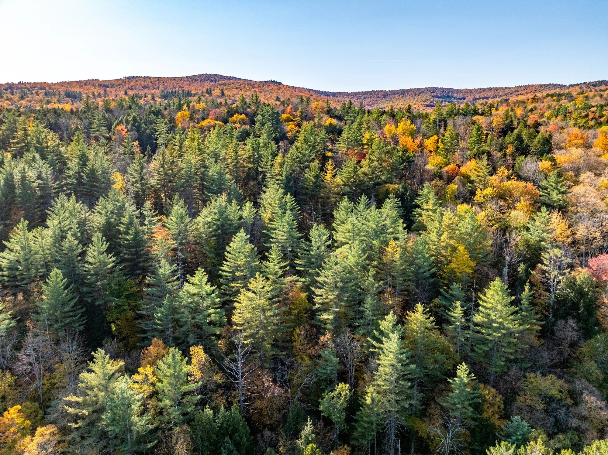 New Hampshire forest - Owner Tips